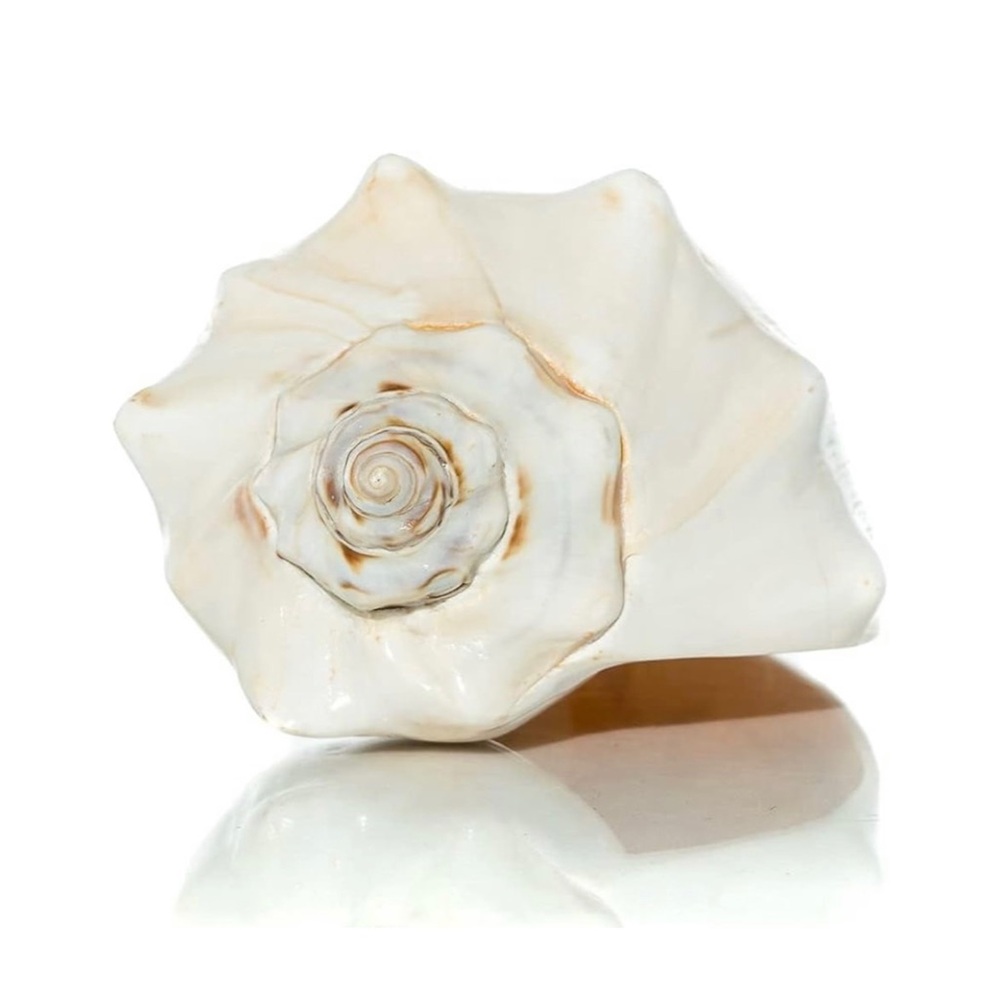 NWT โข Large Conch Shell Decor - Picture 4 of 7